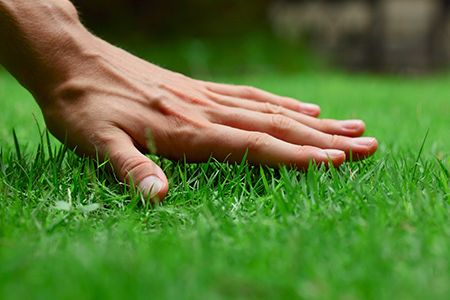 eine Hand geht über den gesunden Rasen